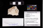 Foto (Objekt + Etikett) von ? Discutiolira sp.  (NHMW-GEO-2017-0089-0016)